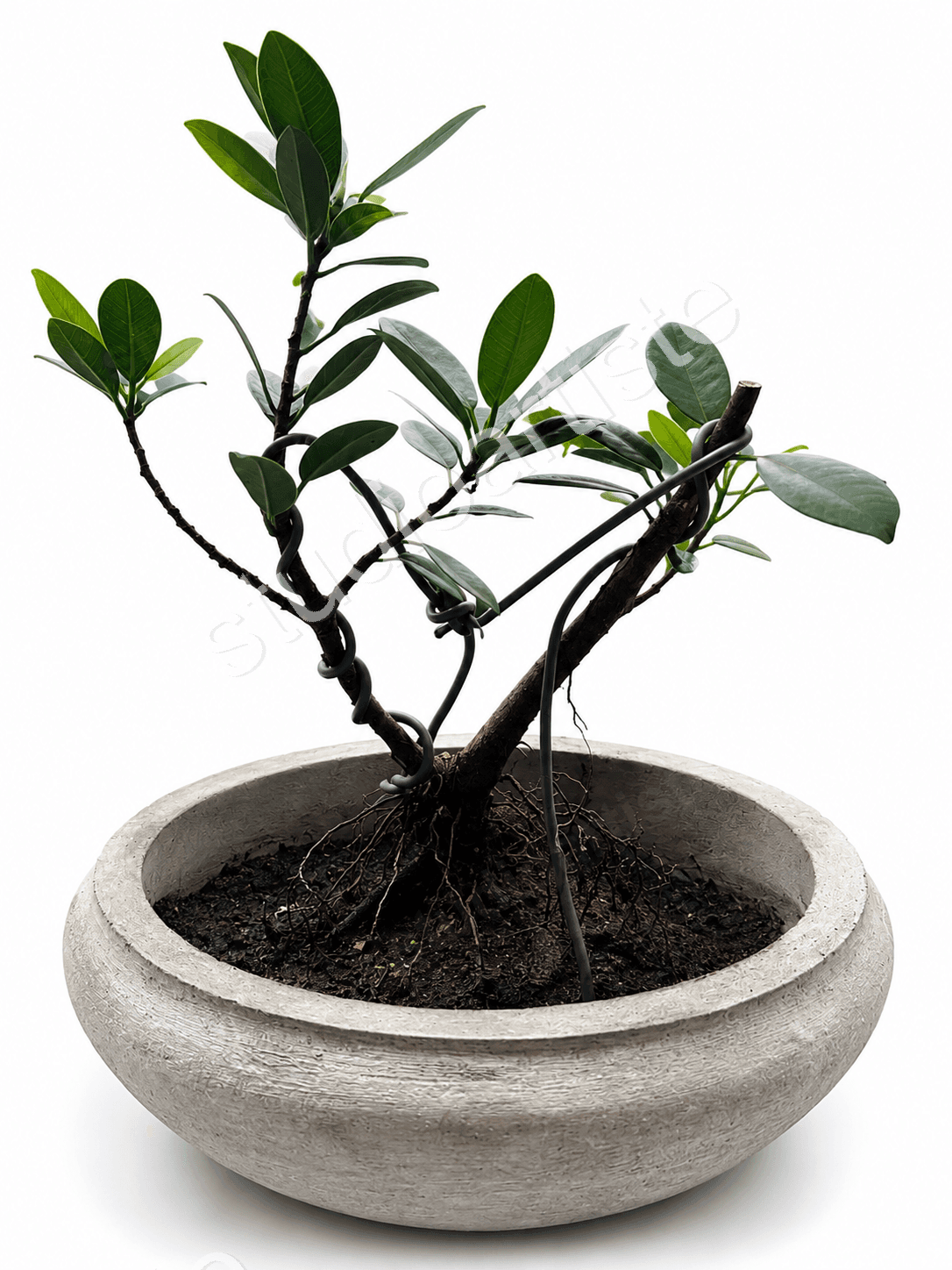 Bonsai Arrangement - Bonsai