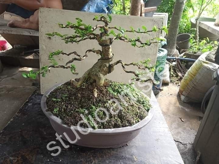 Bonsai Close Up - Bonsai