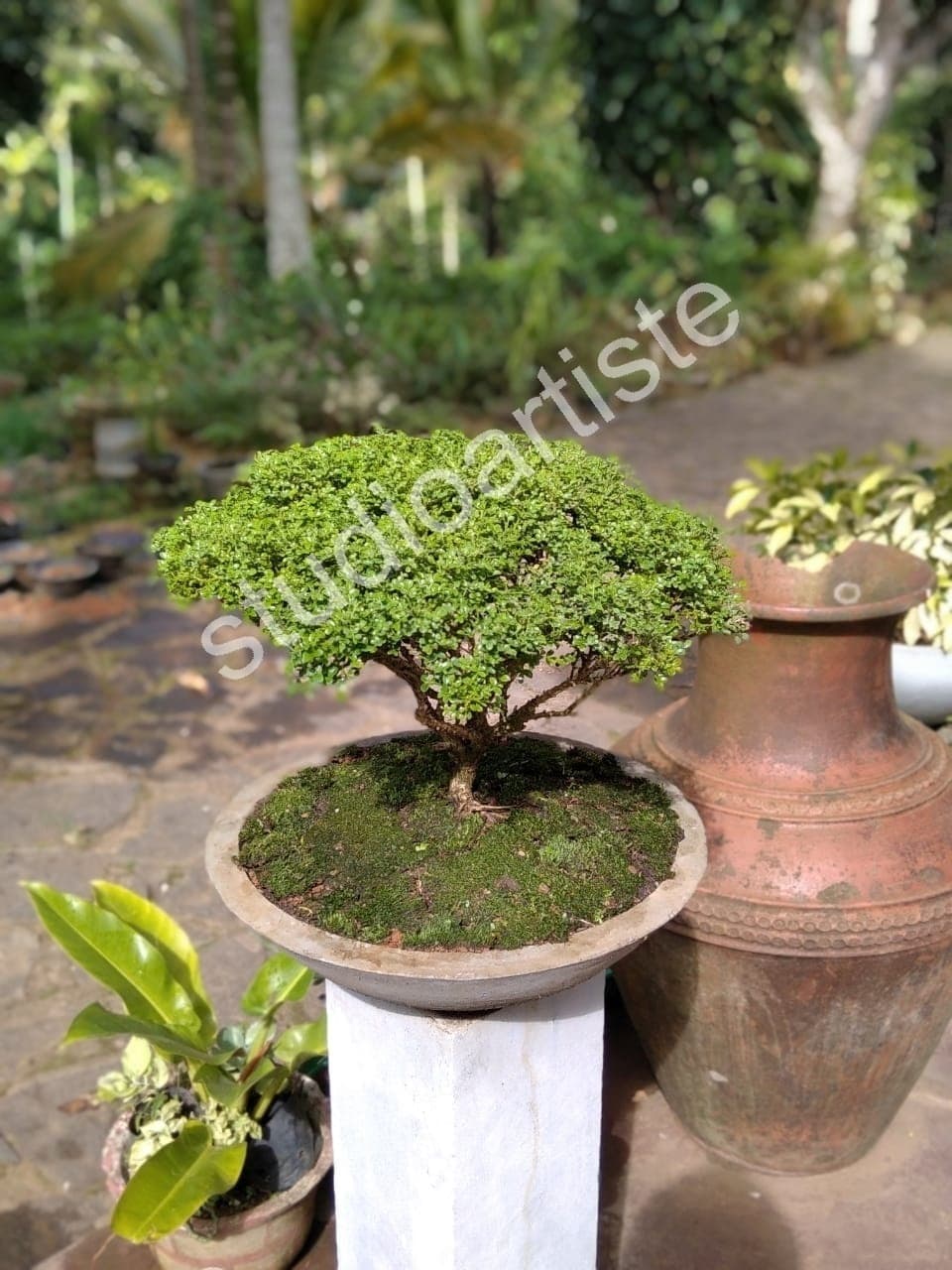 Bonsai Tree - Bonsai